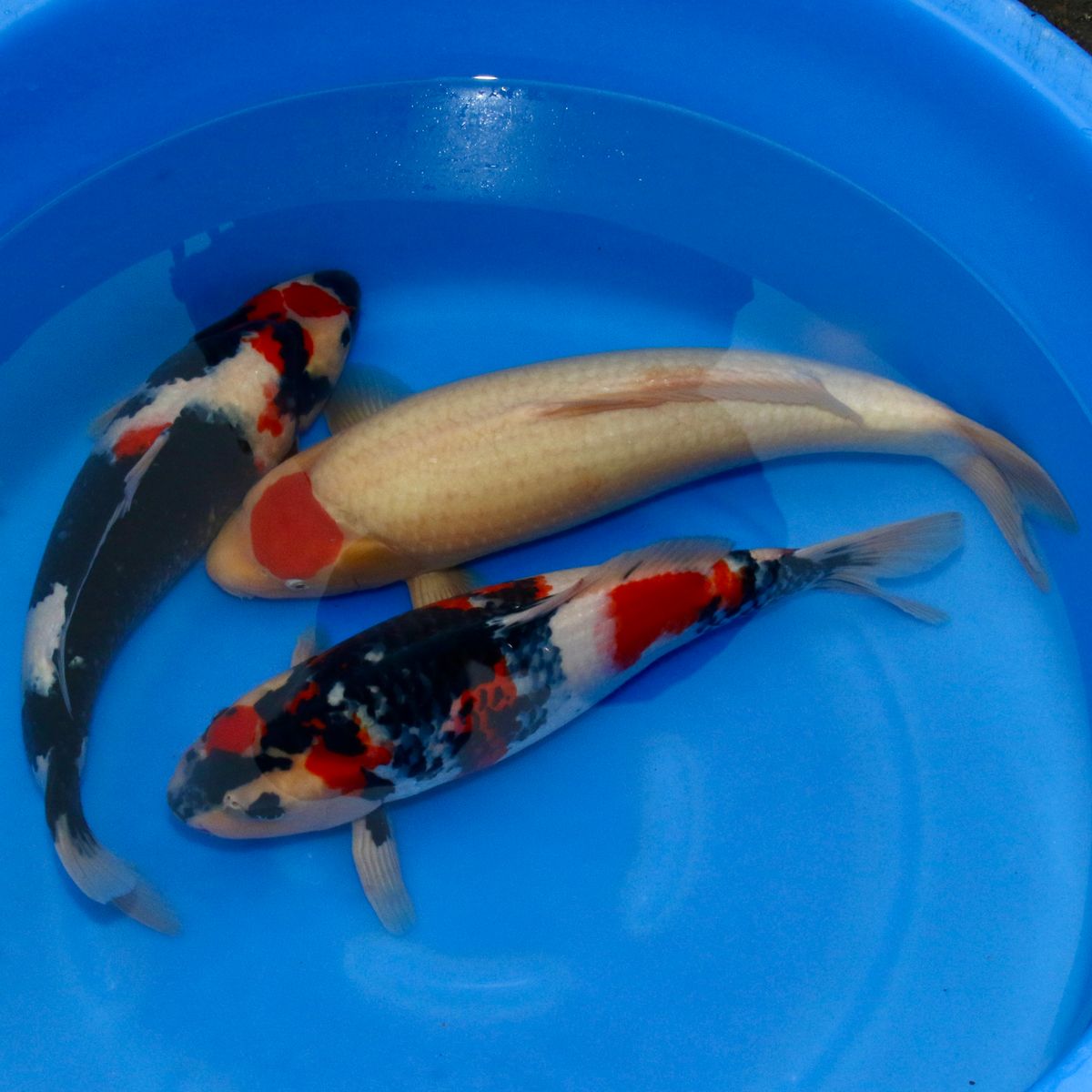 Koi