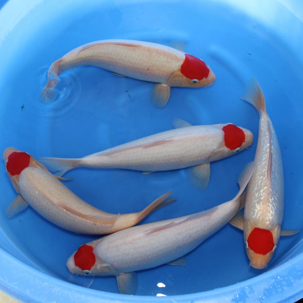 Koi