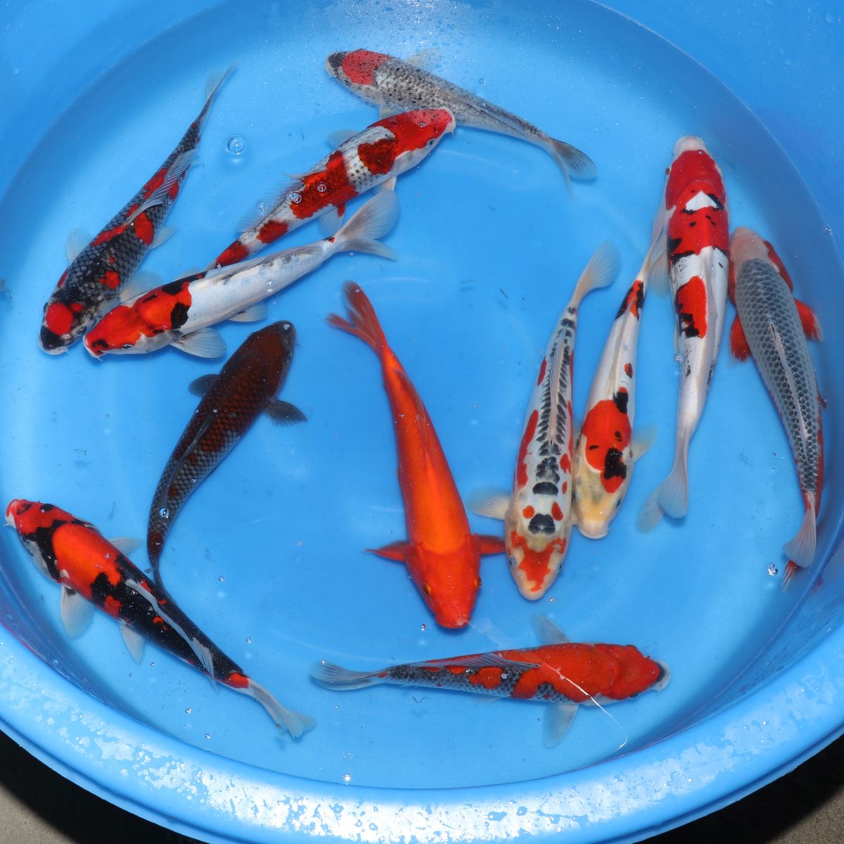 Koi