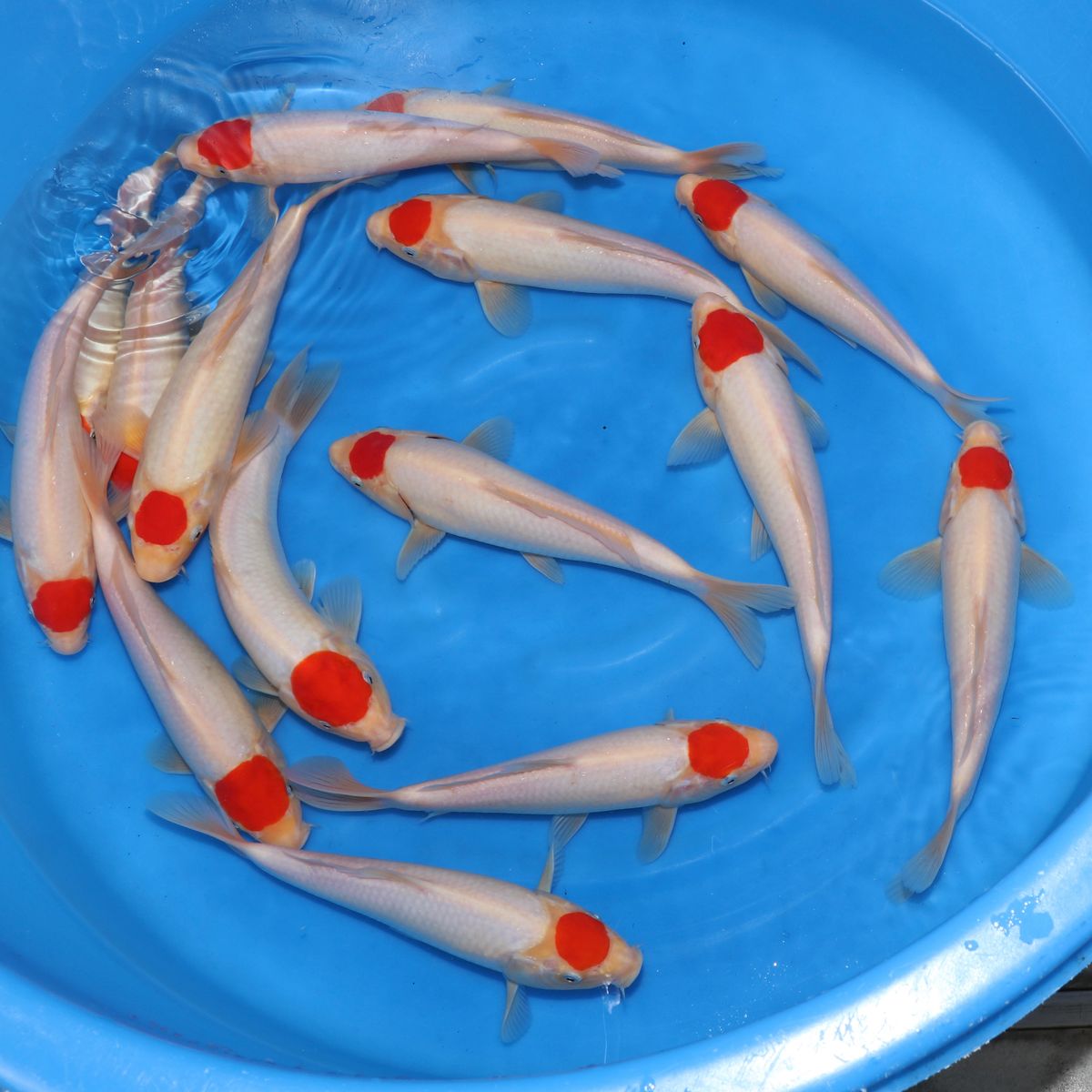 Koi