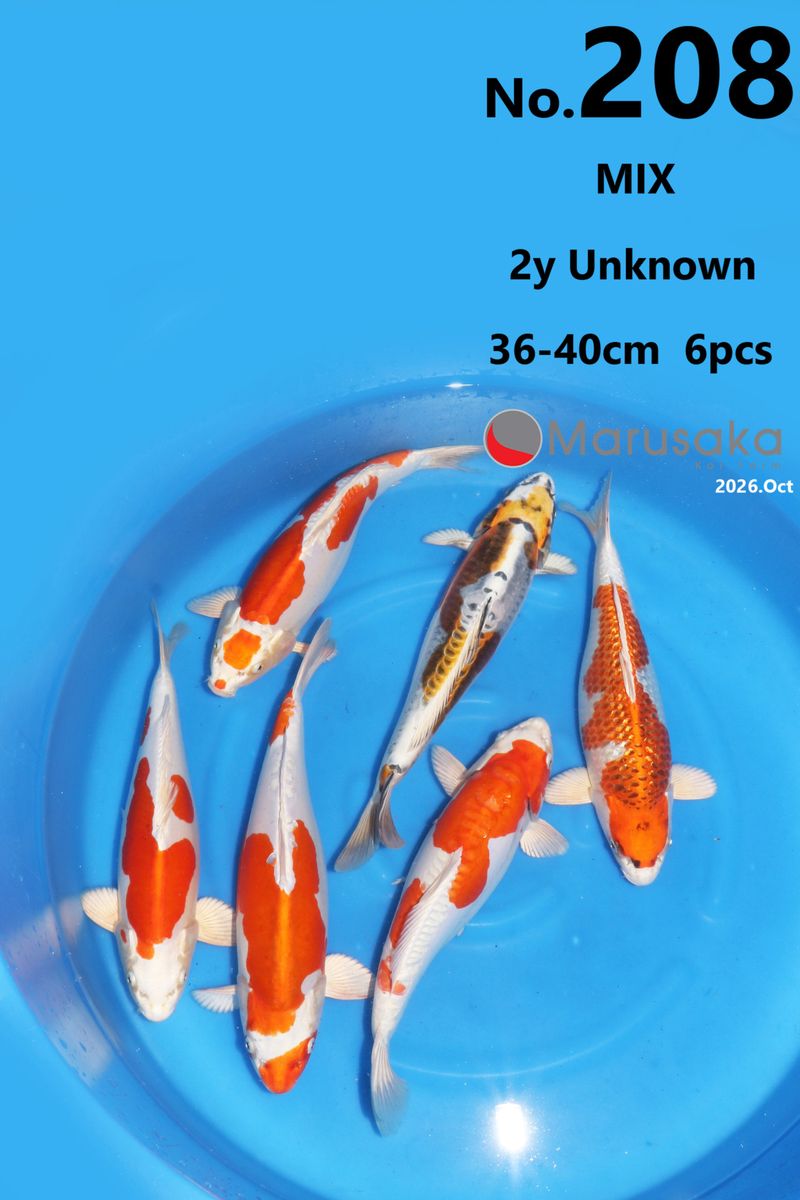 Koi
