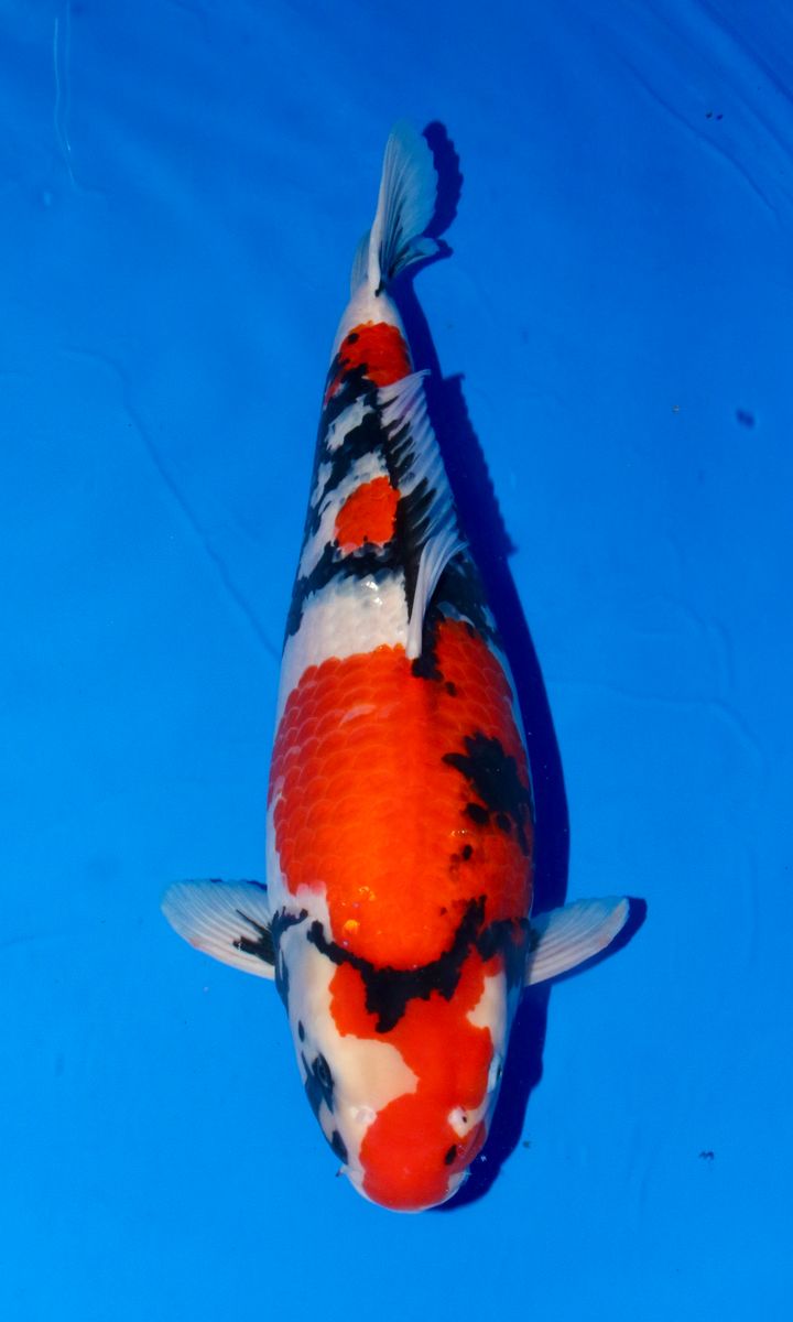 Koi