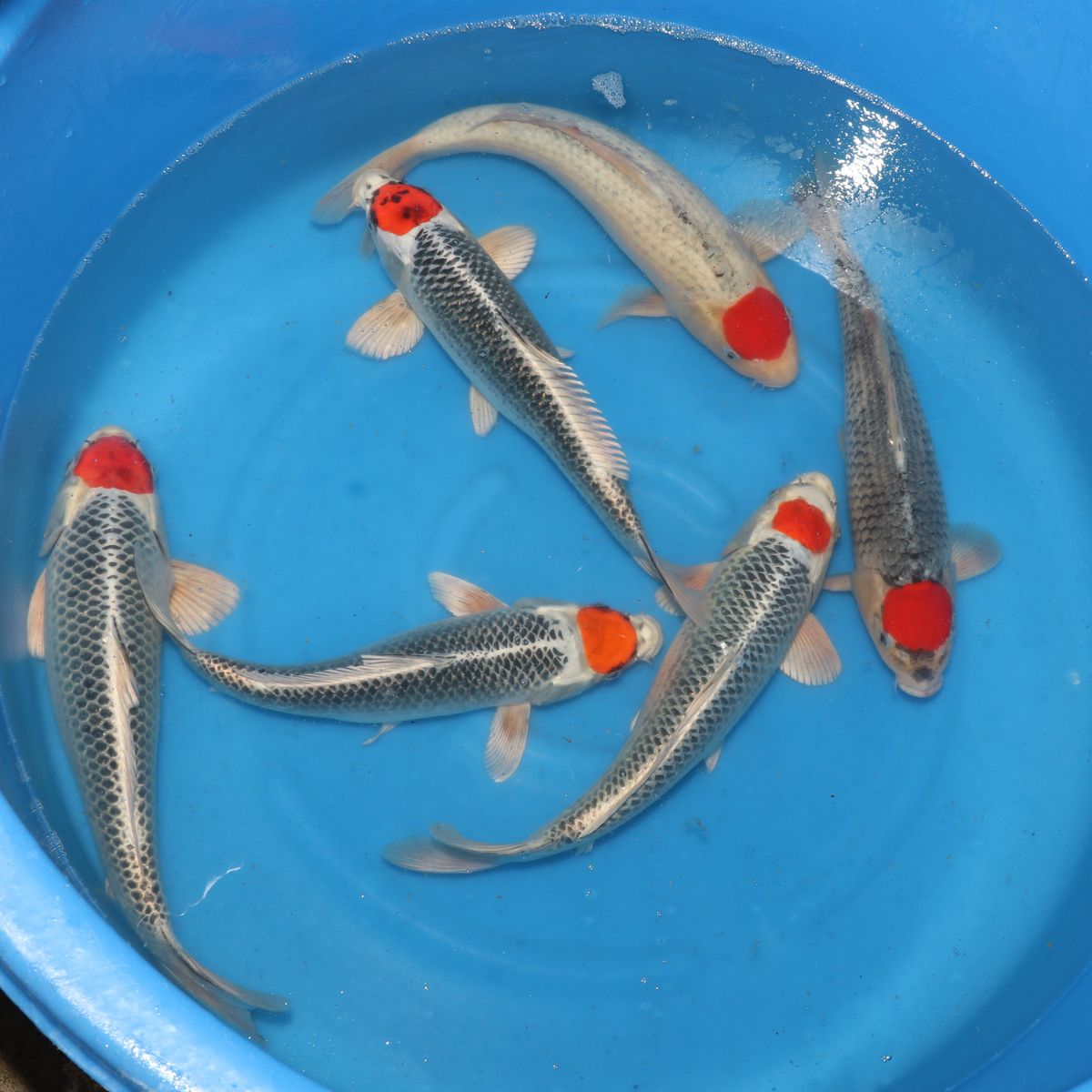 Selected Japanese Koi (WYSIWYG) | Ornafish