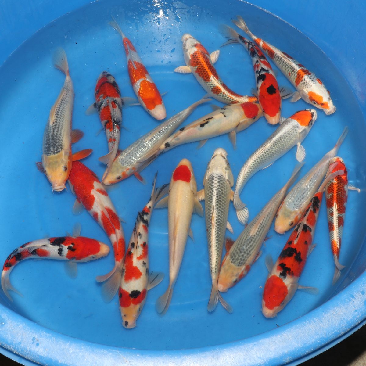 Koi