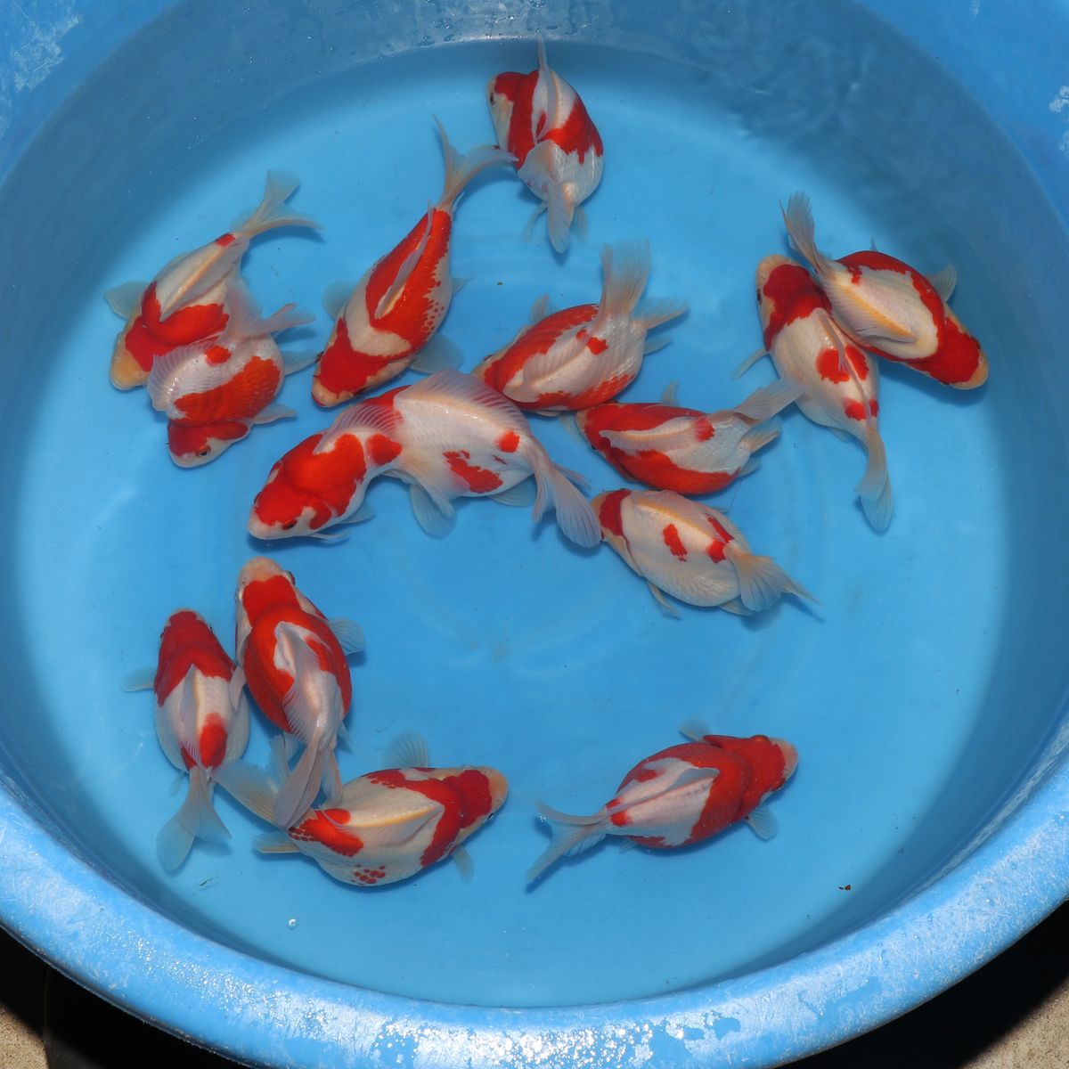 Koi