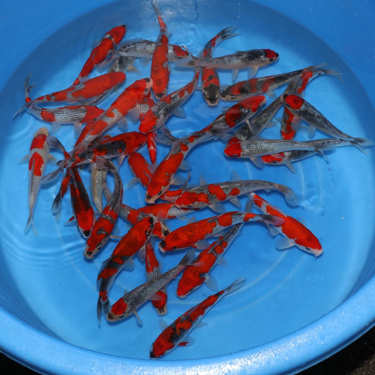 Koi