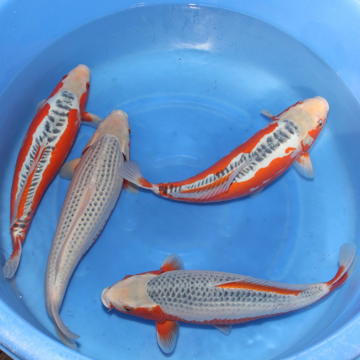 Koi