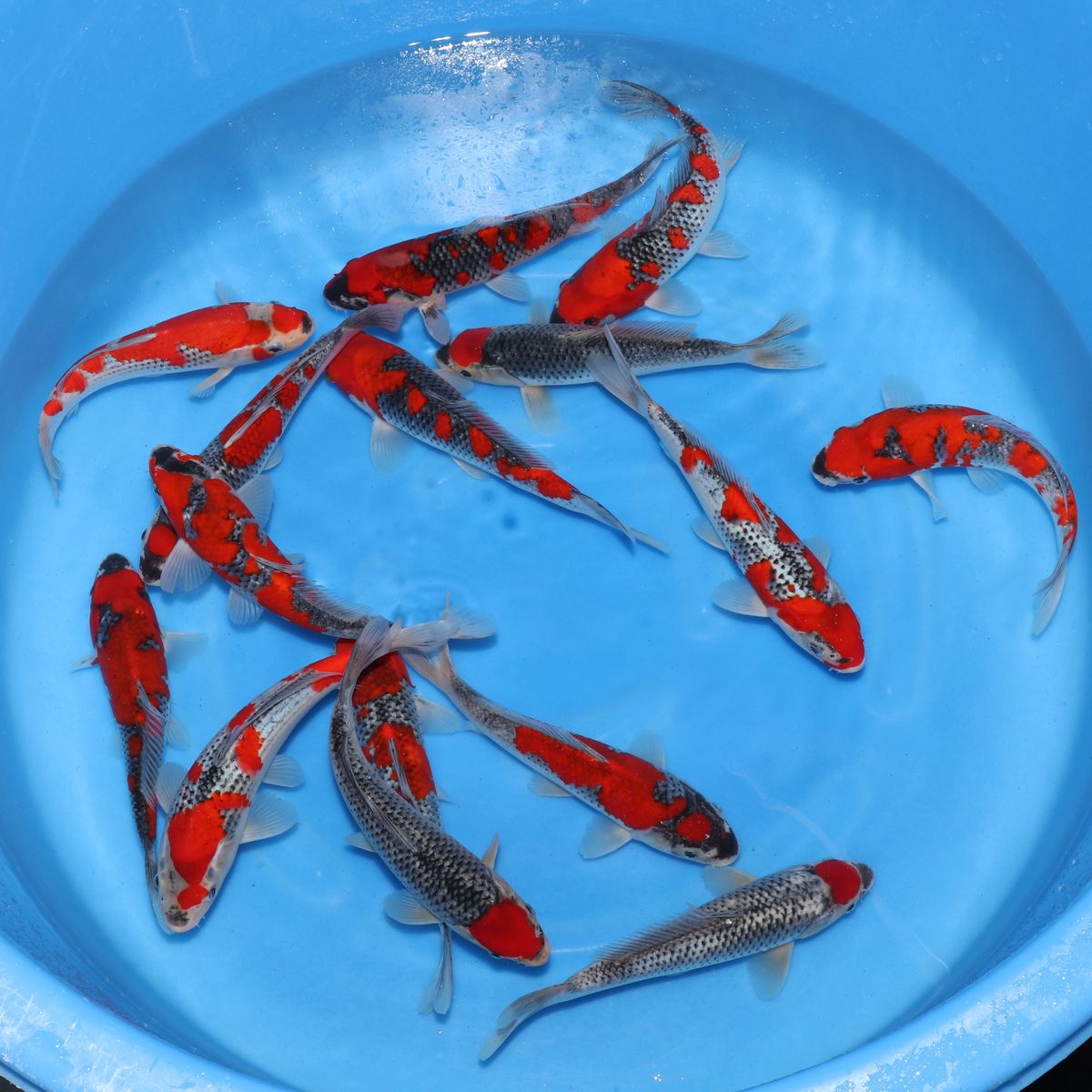 Koi