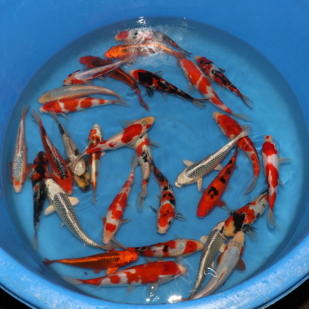 Koi