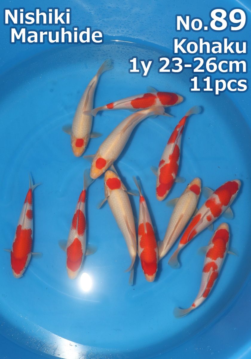 Koi