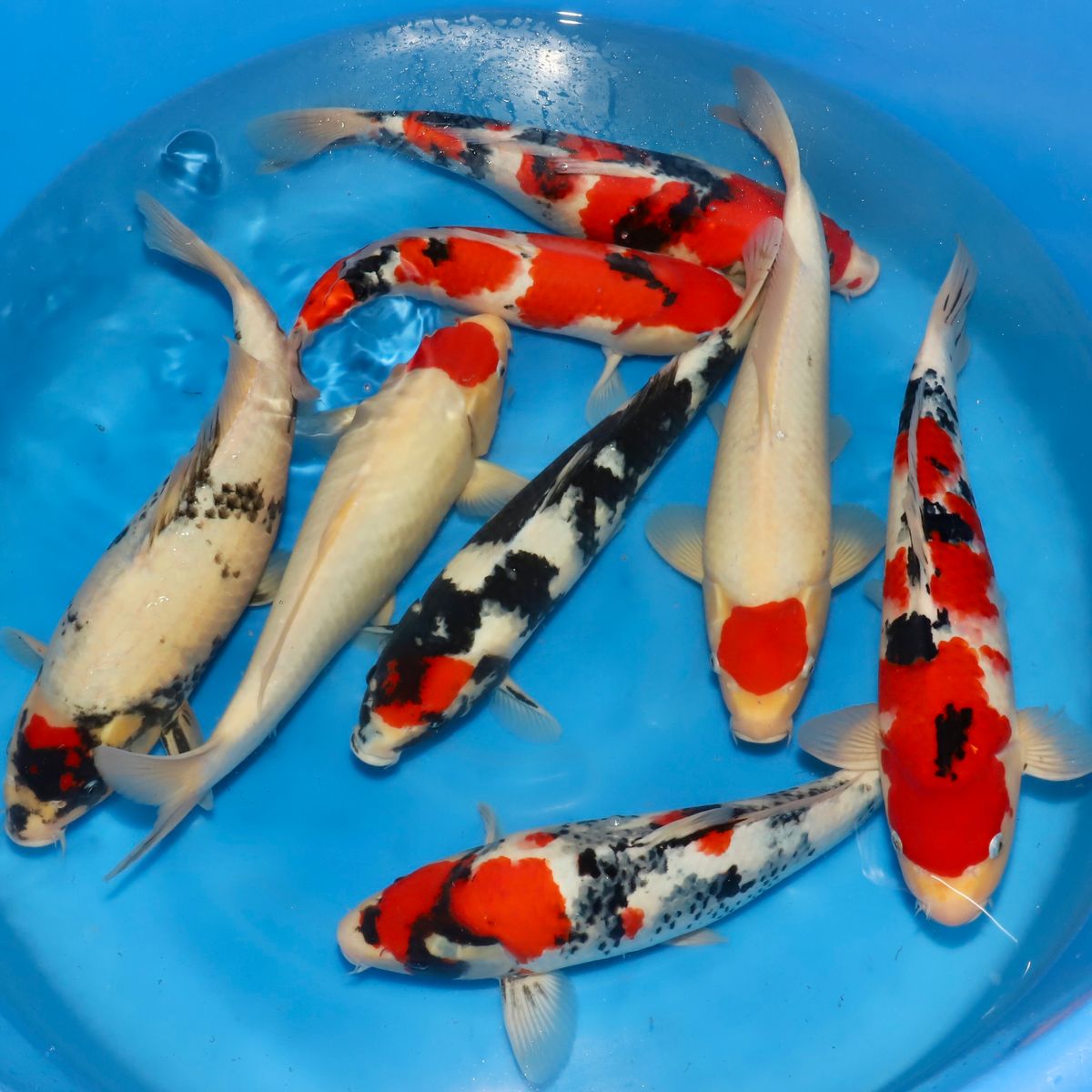 Koi