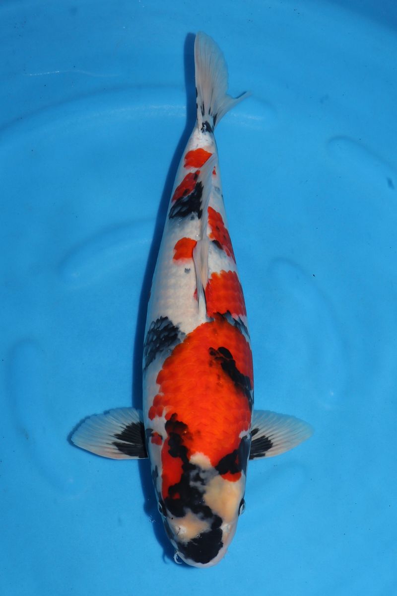 Koi