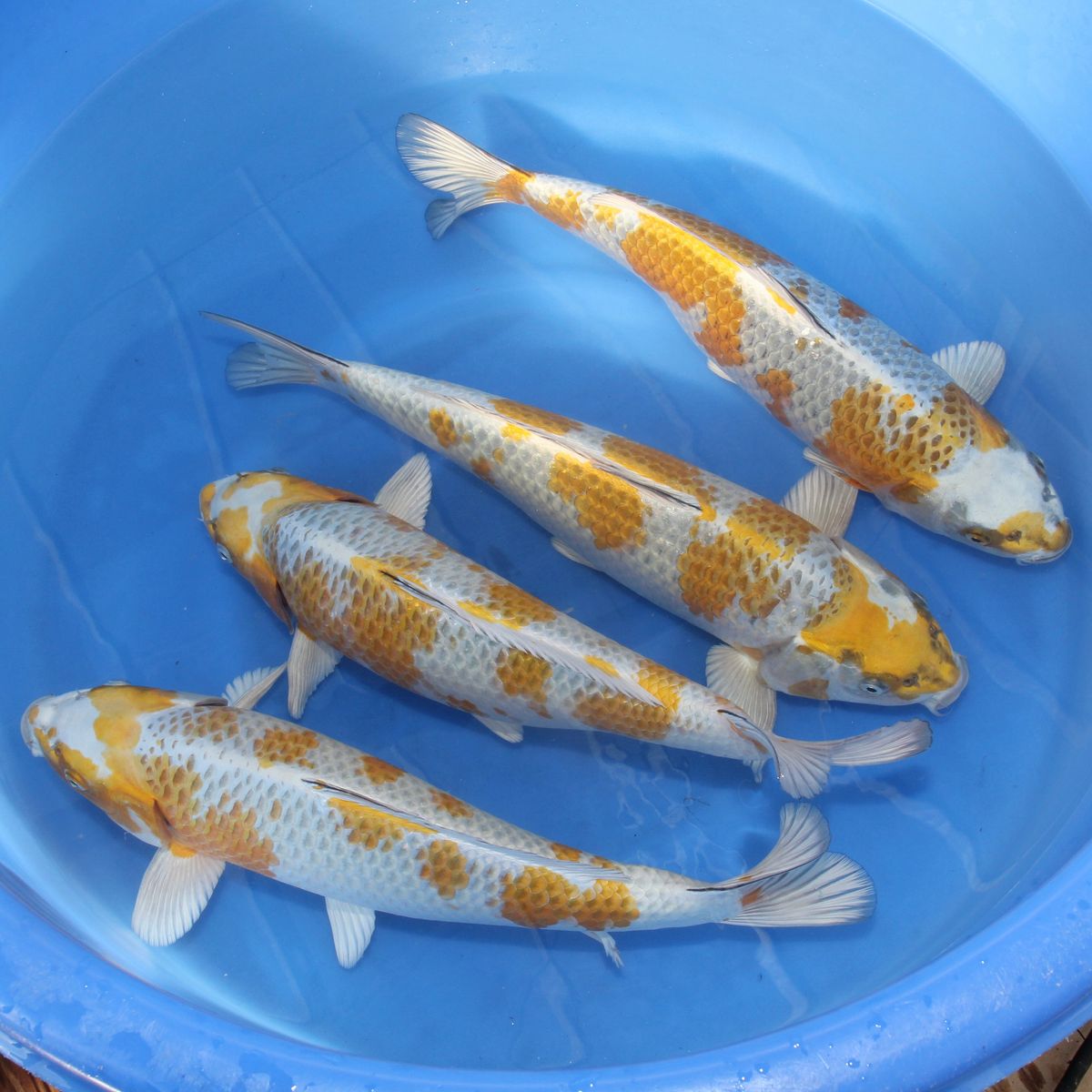 Koi