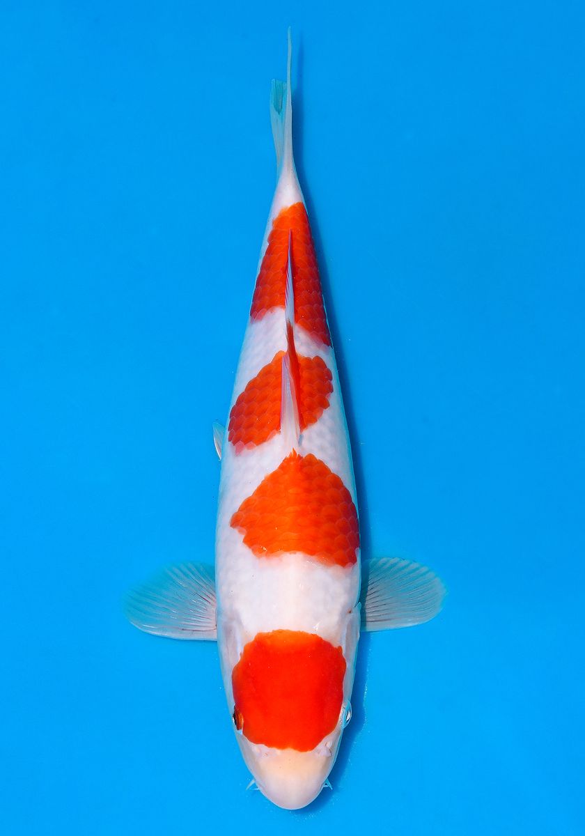 Koi