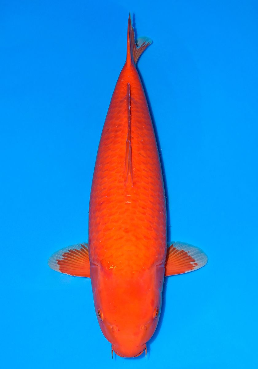 Koi