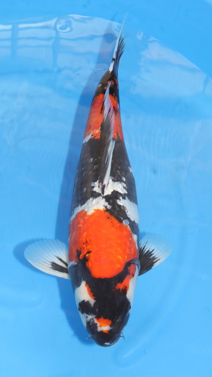 Koi