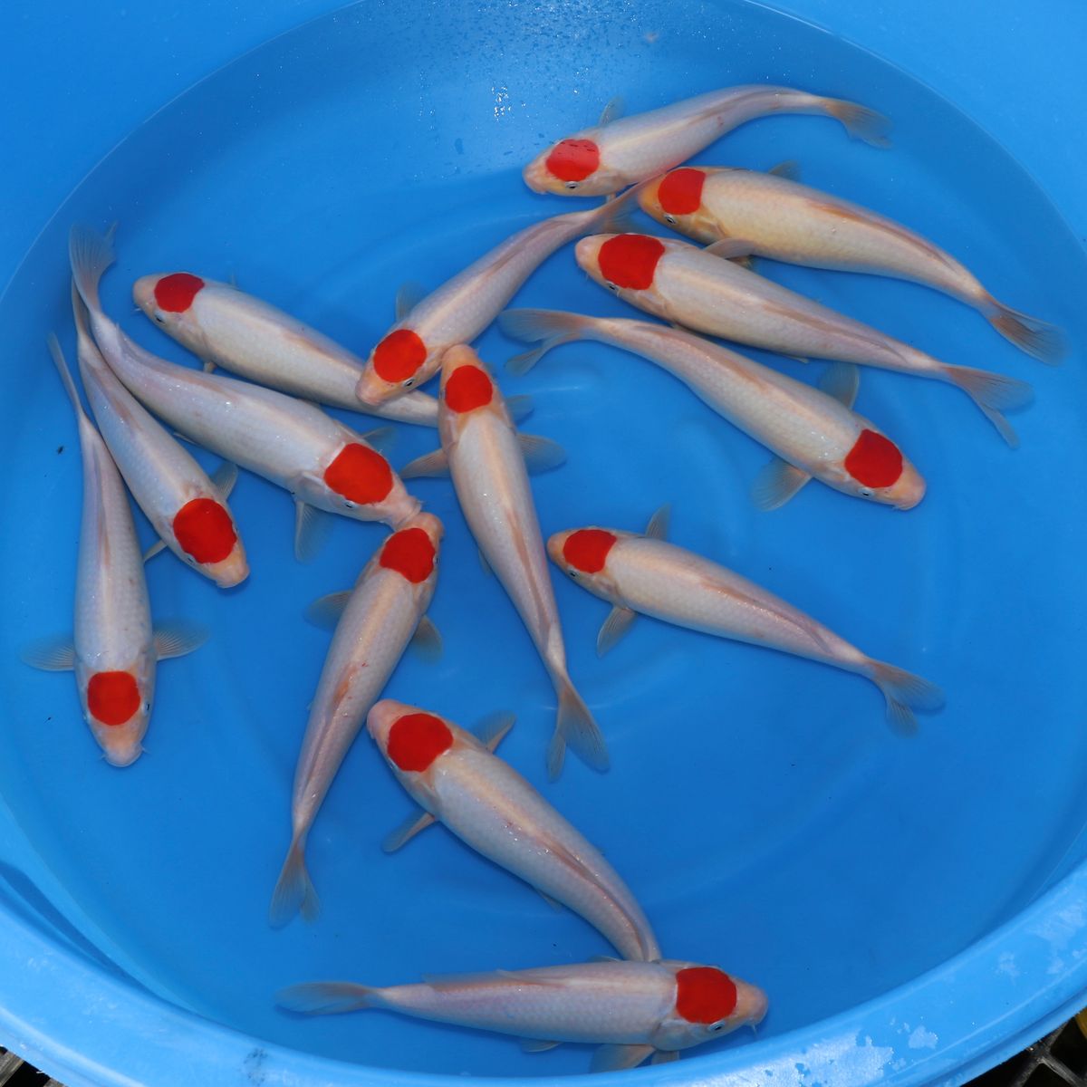 Koi
