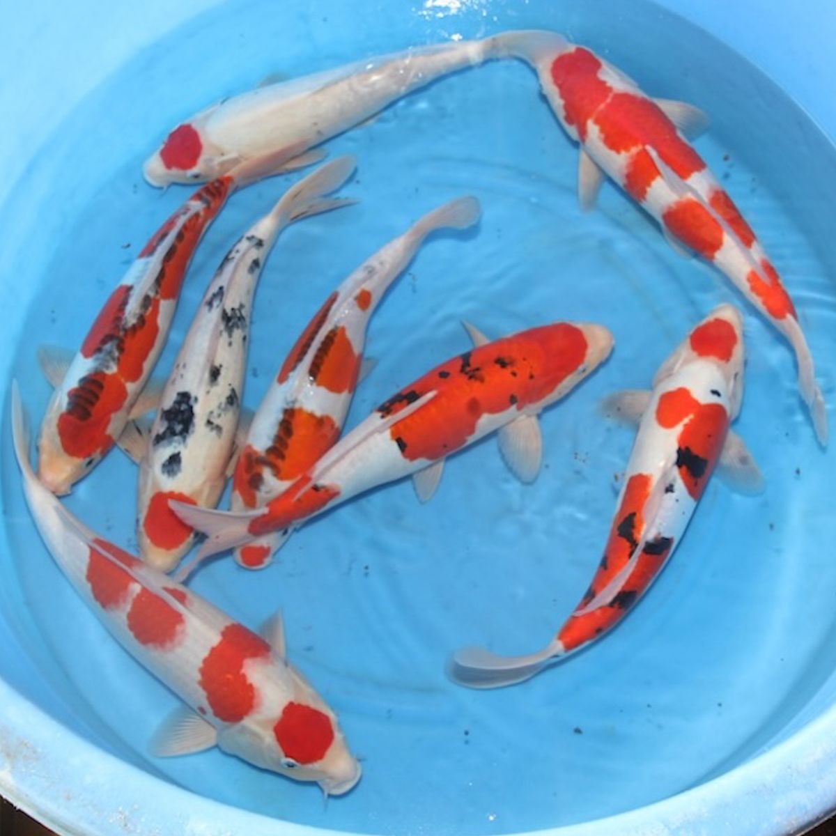 Koi