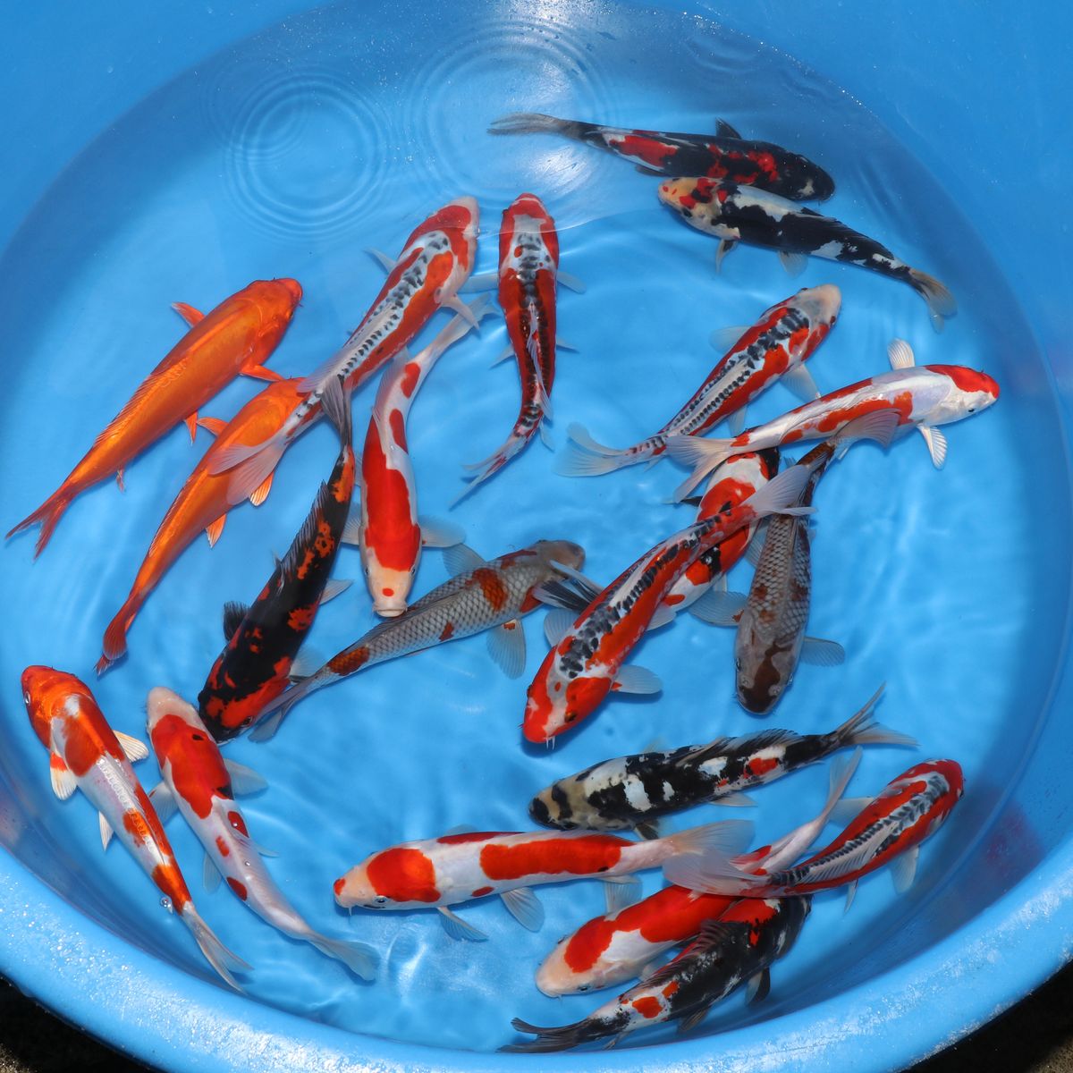 Koi