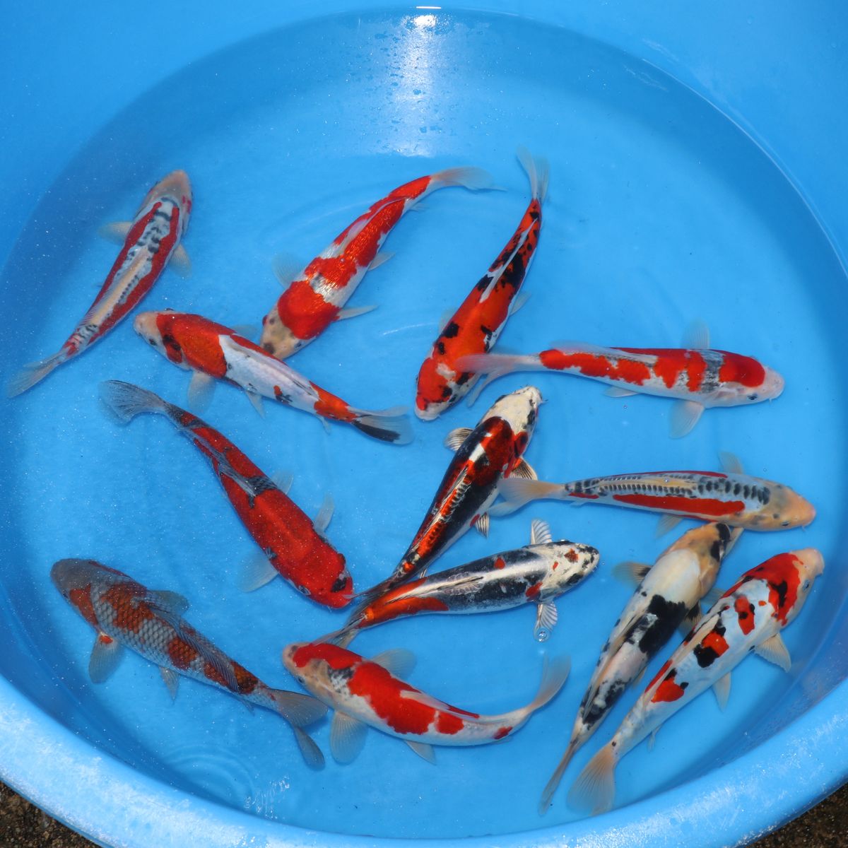Koi
