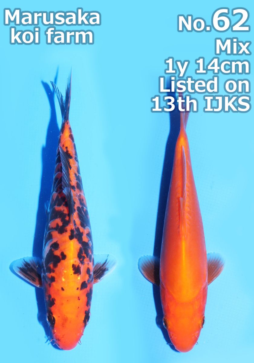 Koi