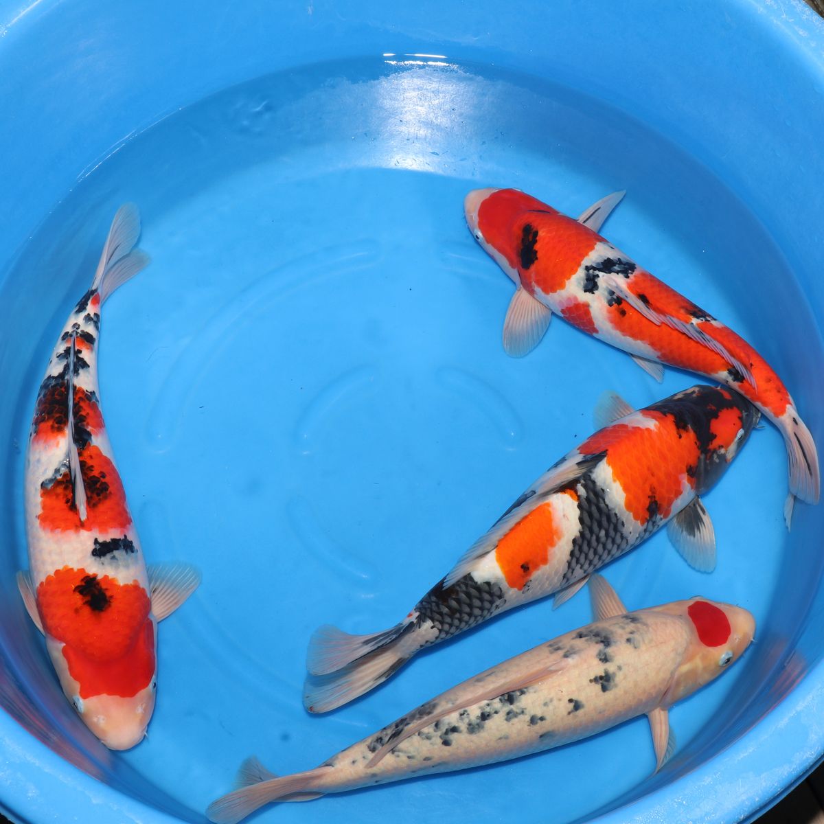 Koi