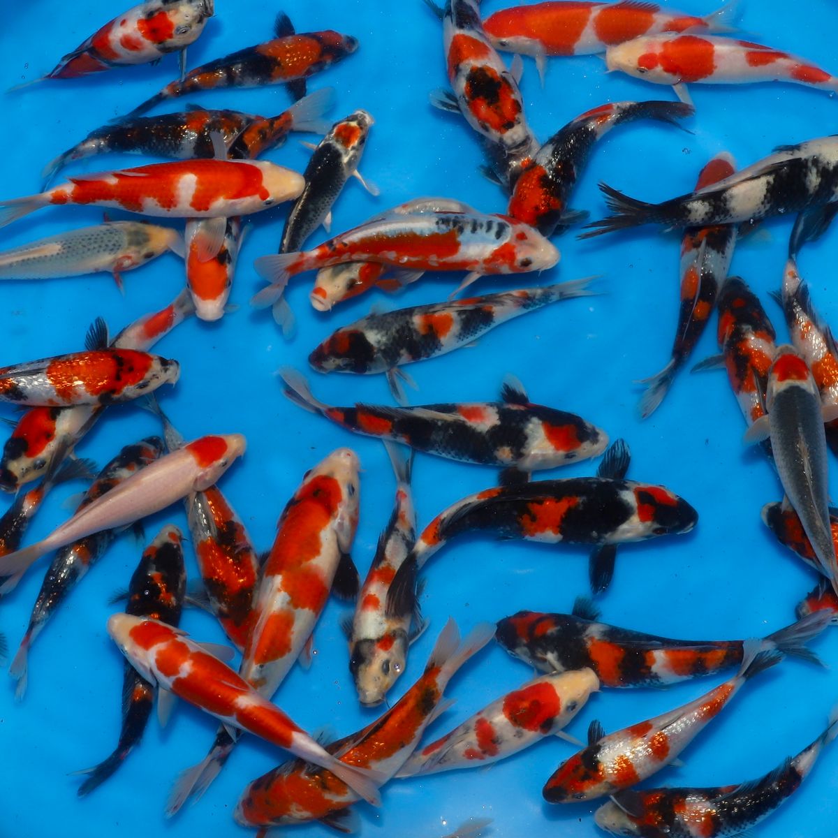 Koi