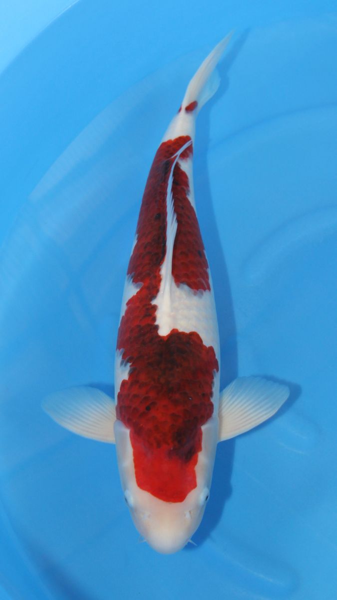 Koi
