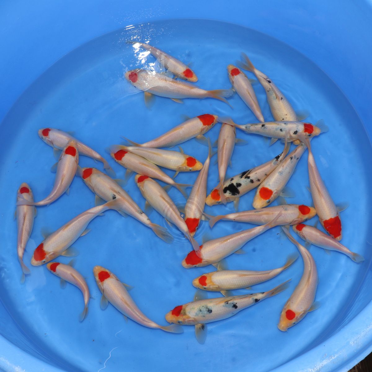 Koi