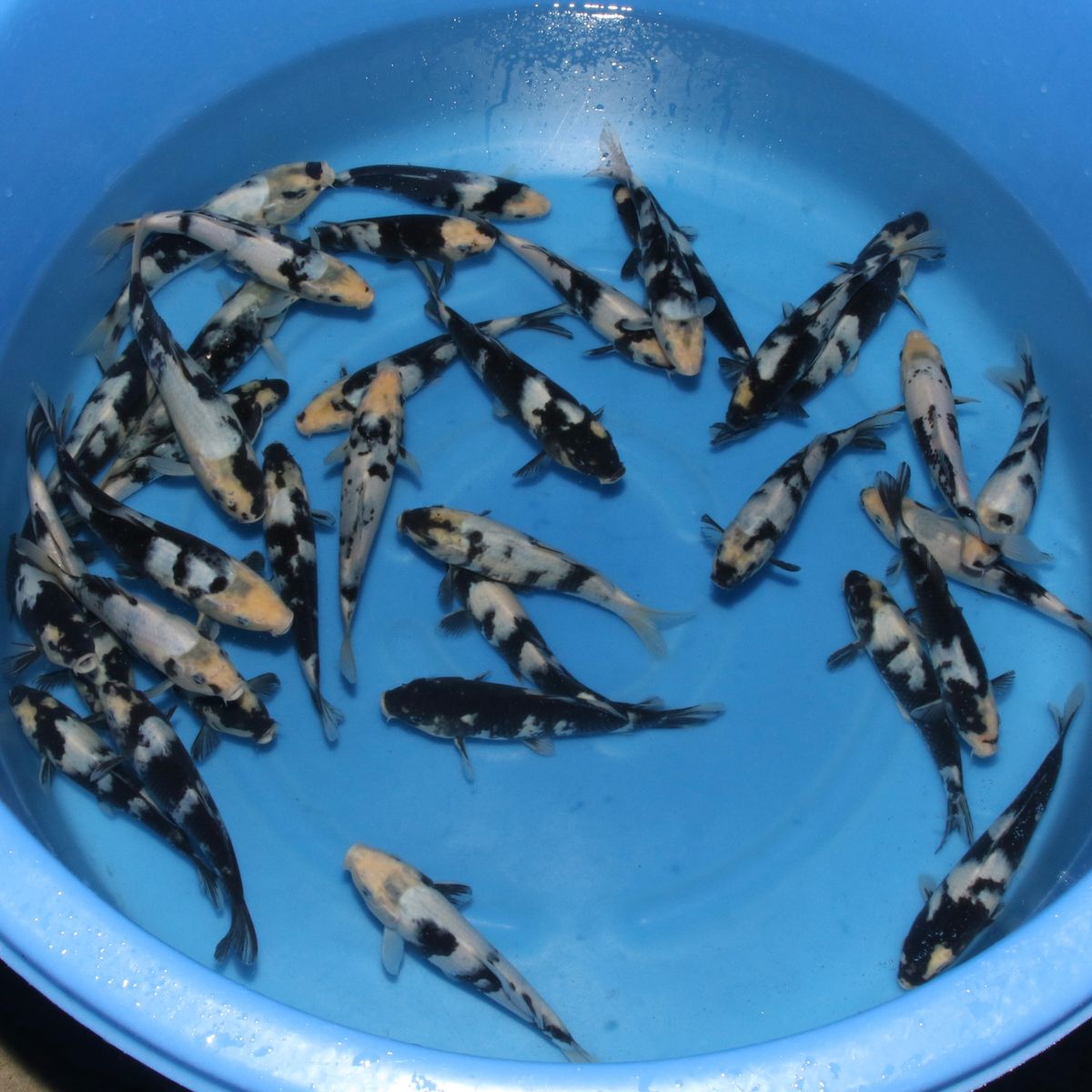 Koi