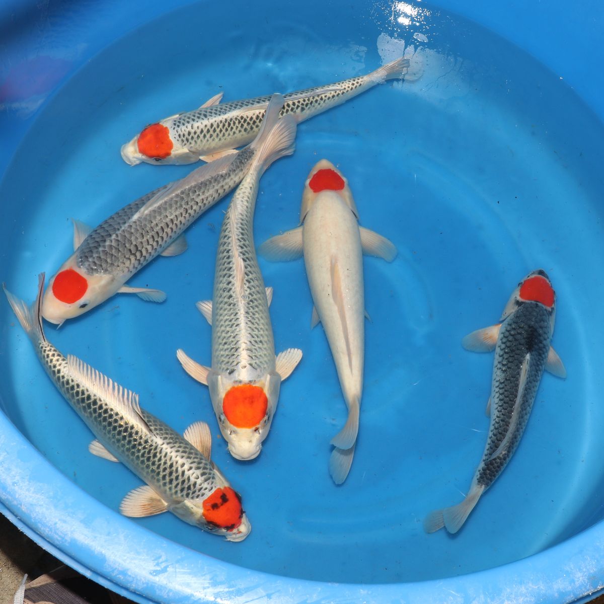 Koi