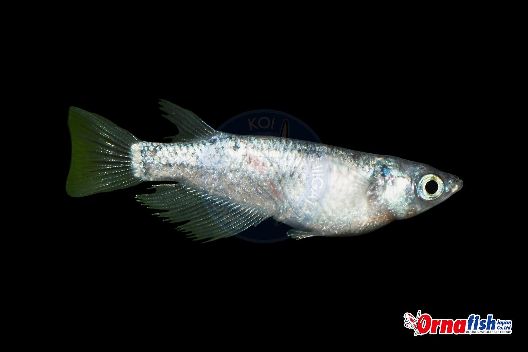 Koi