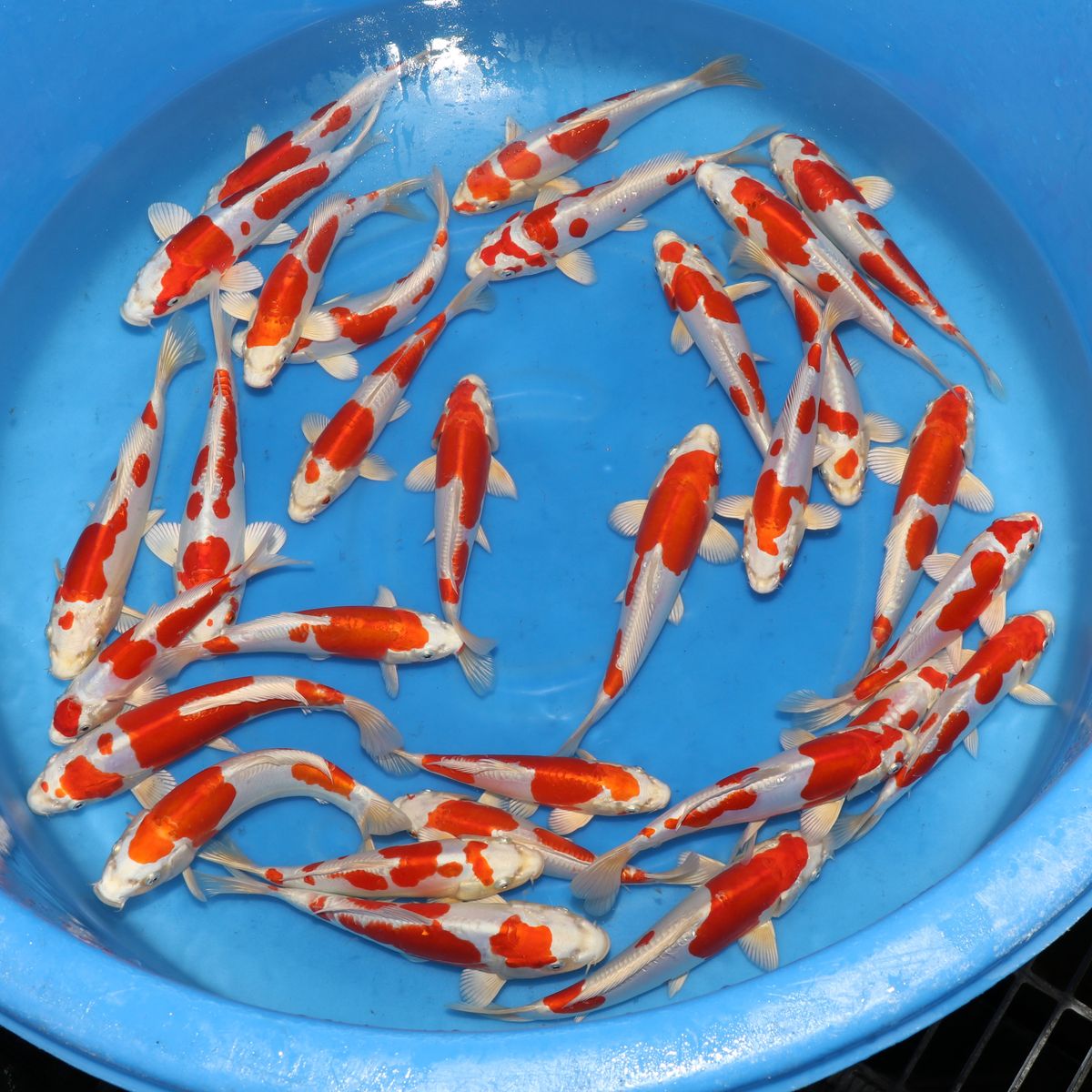 Koi