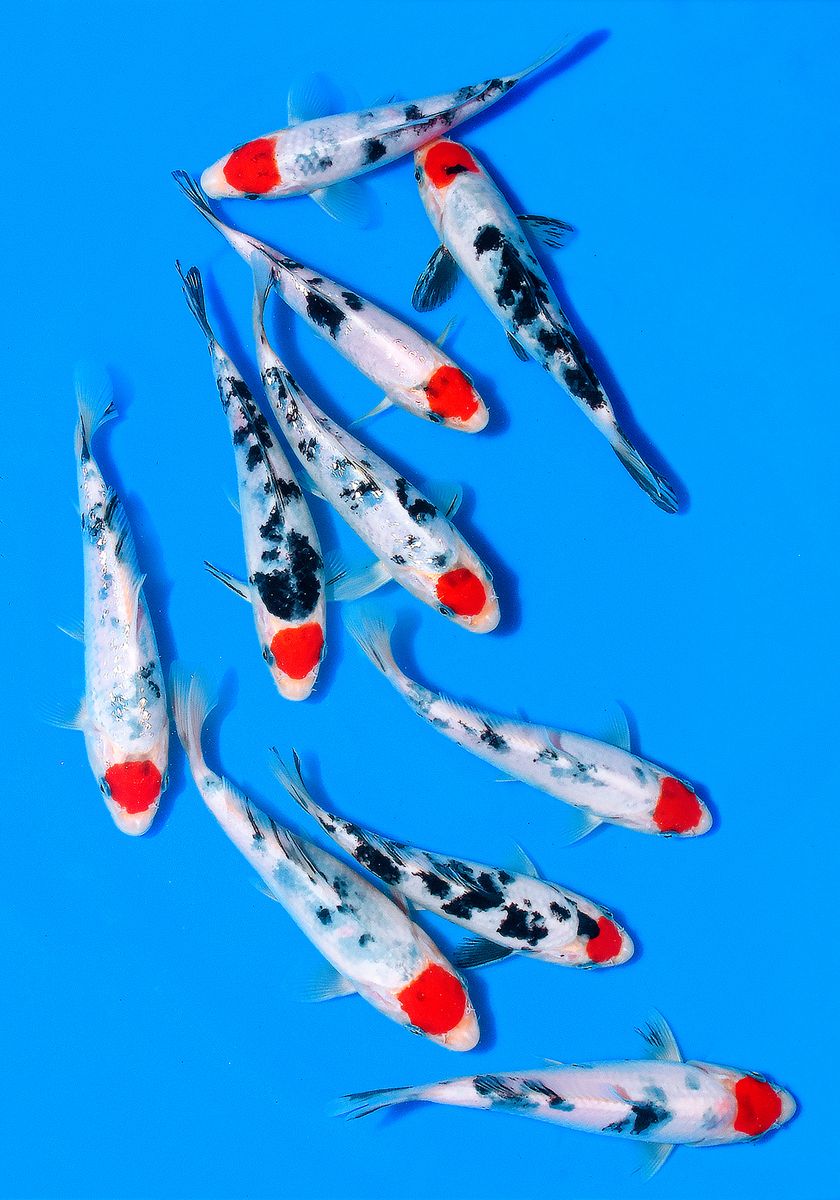 Koi