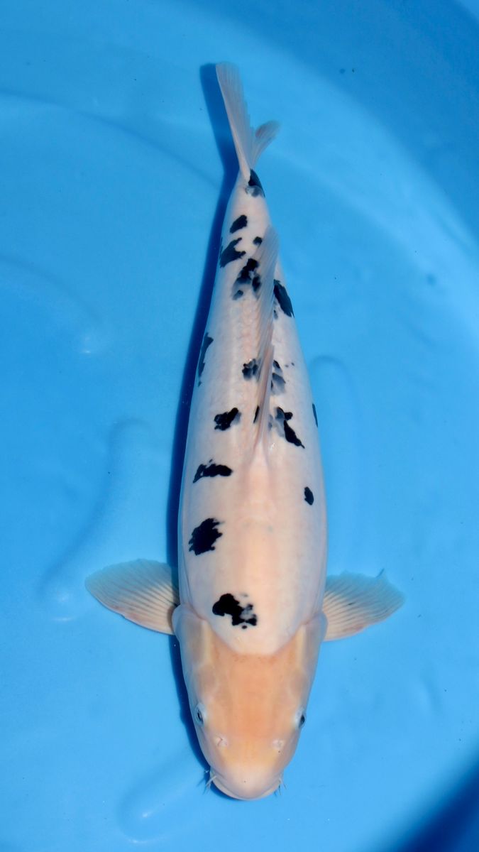 Koi