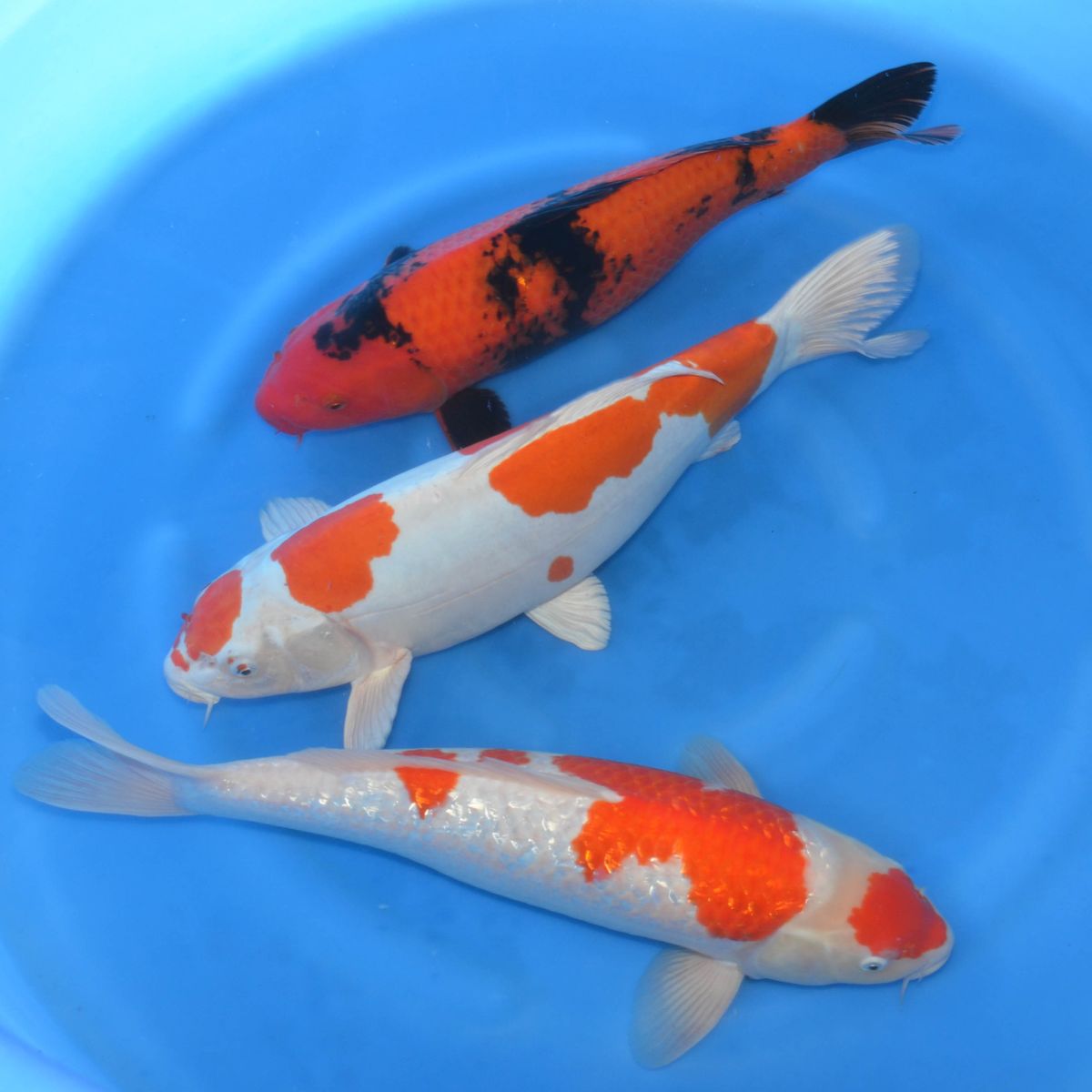 Koi