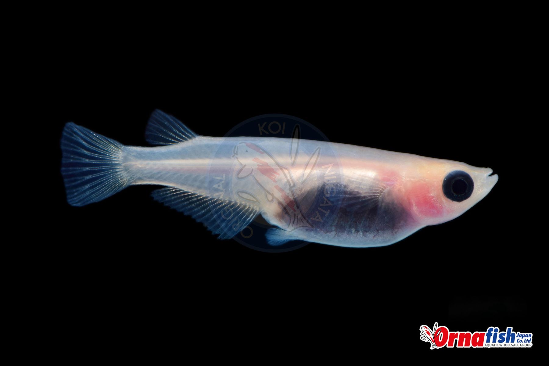 Koi