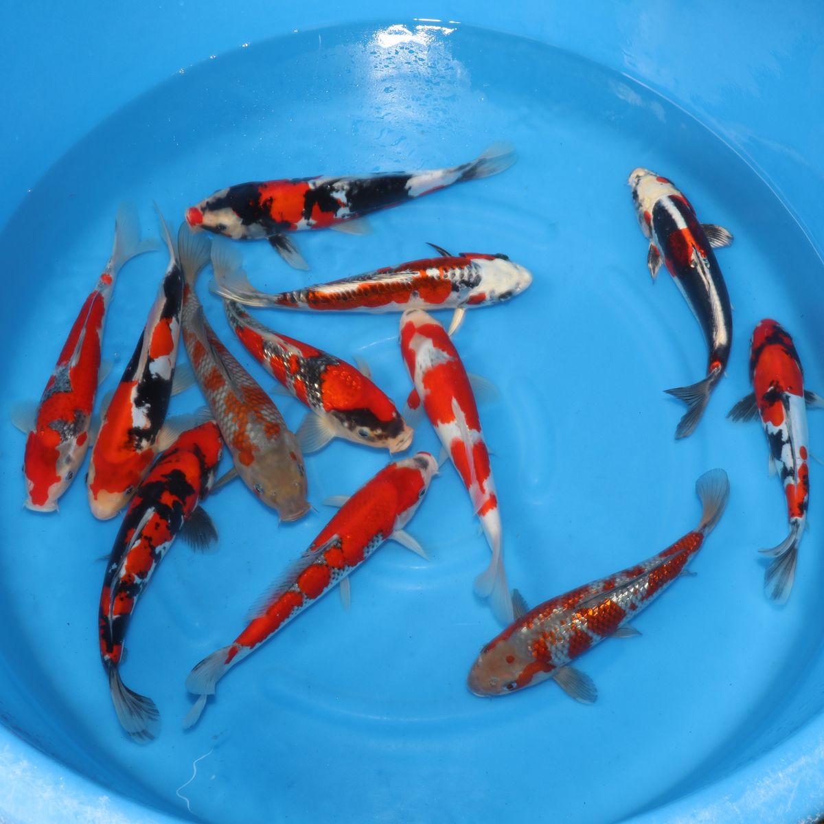 Koi