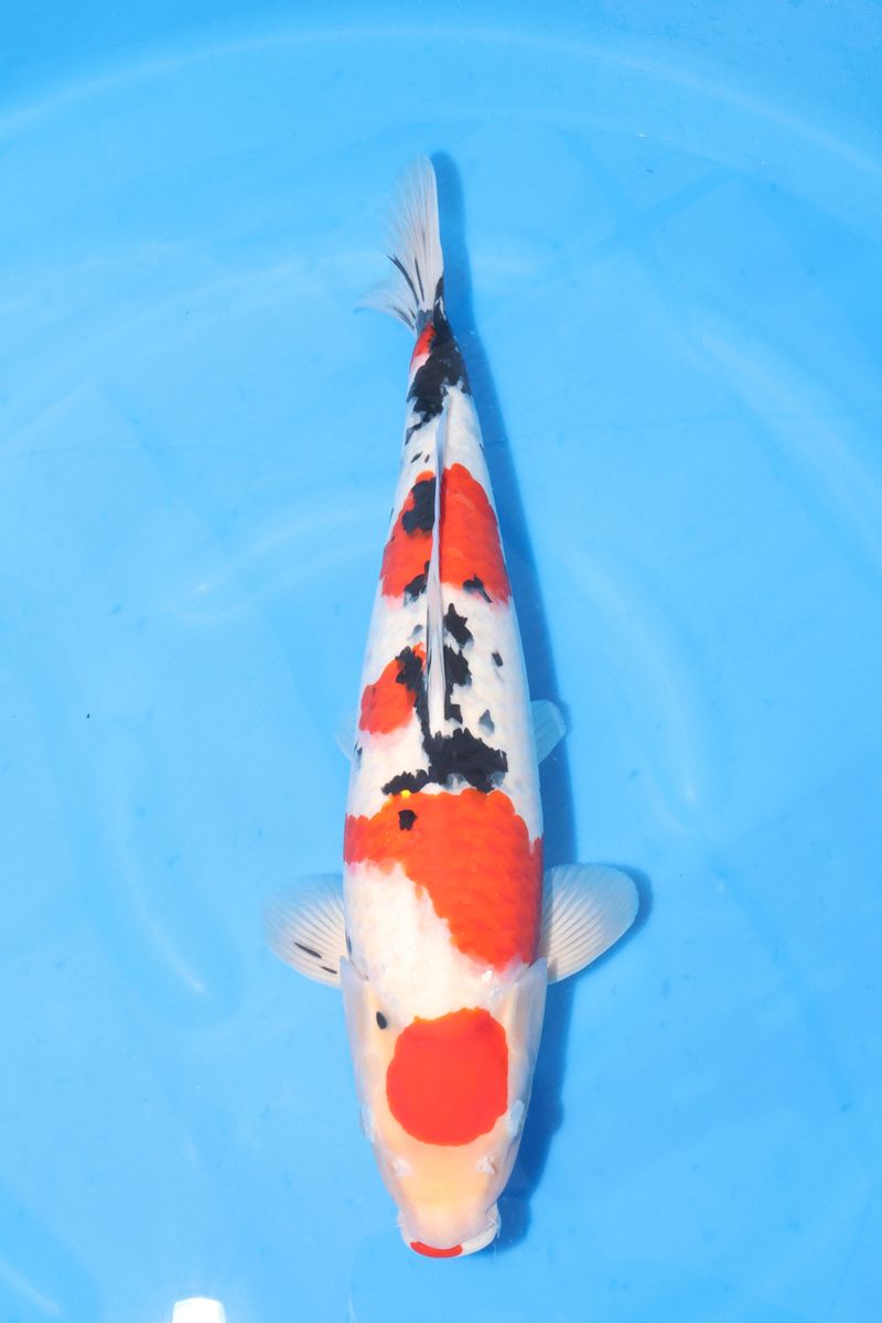 Koi
