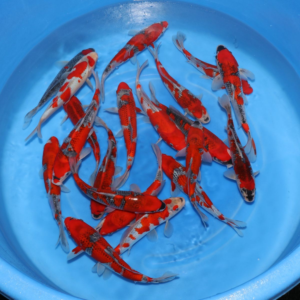 Koi