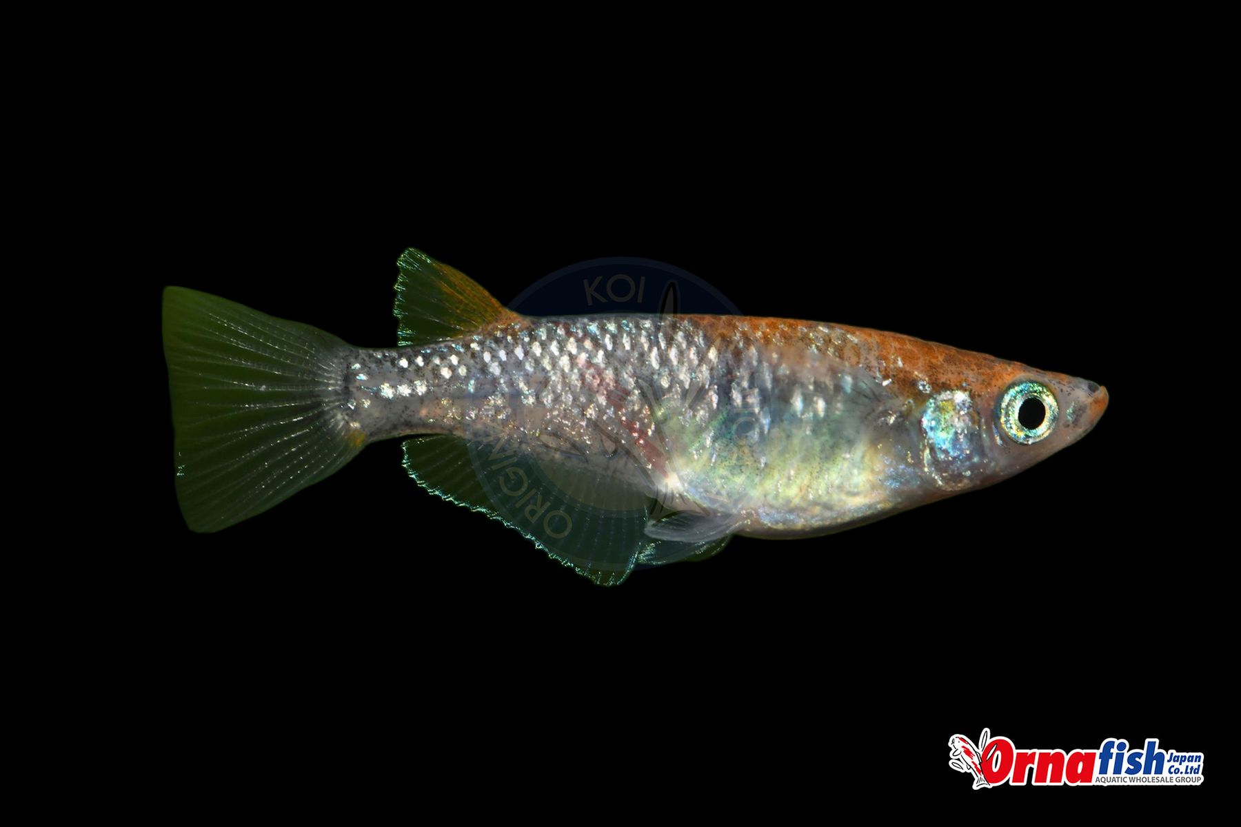 Koi