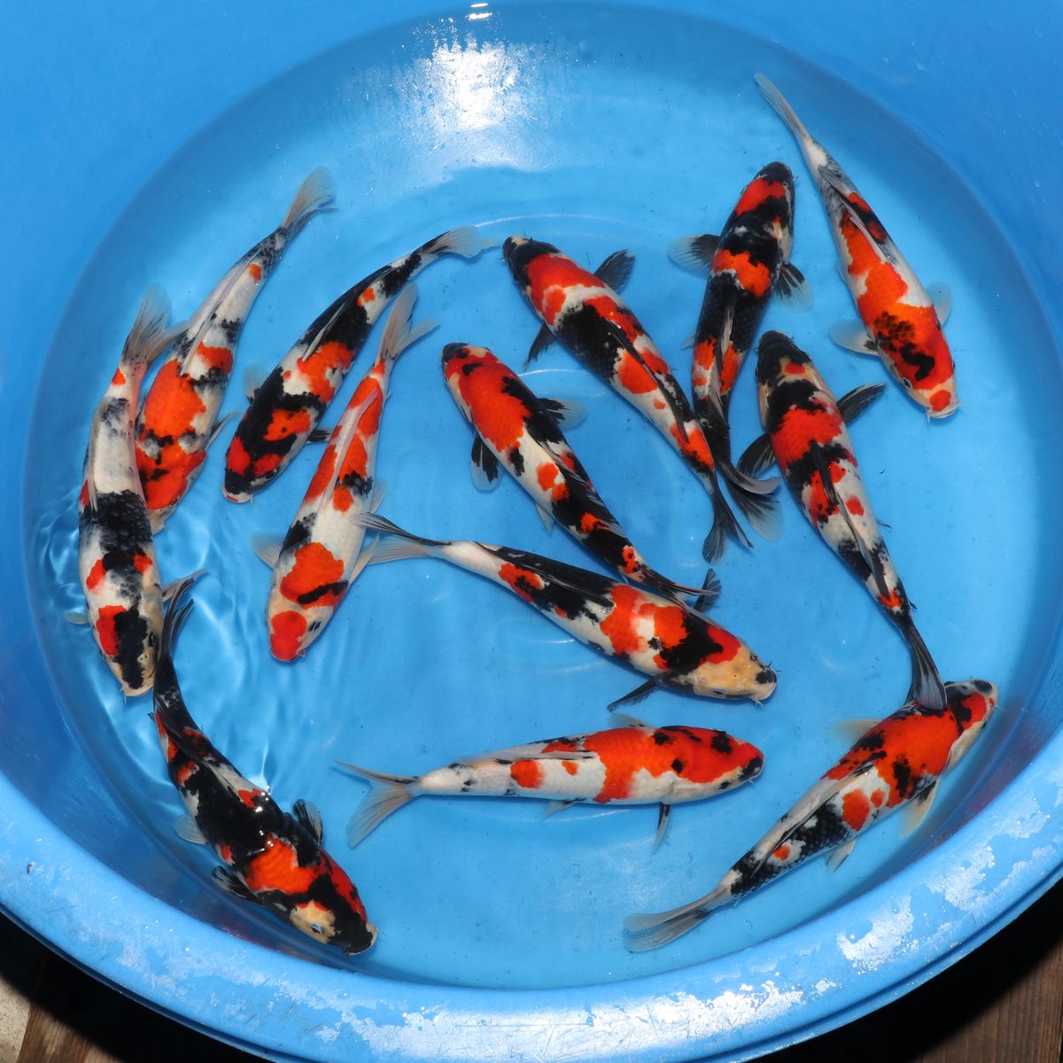 Koi
