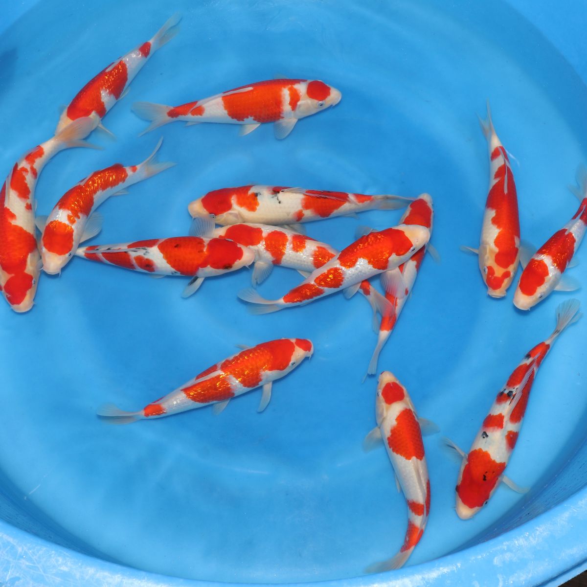 Koi