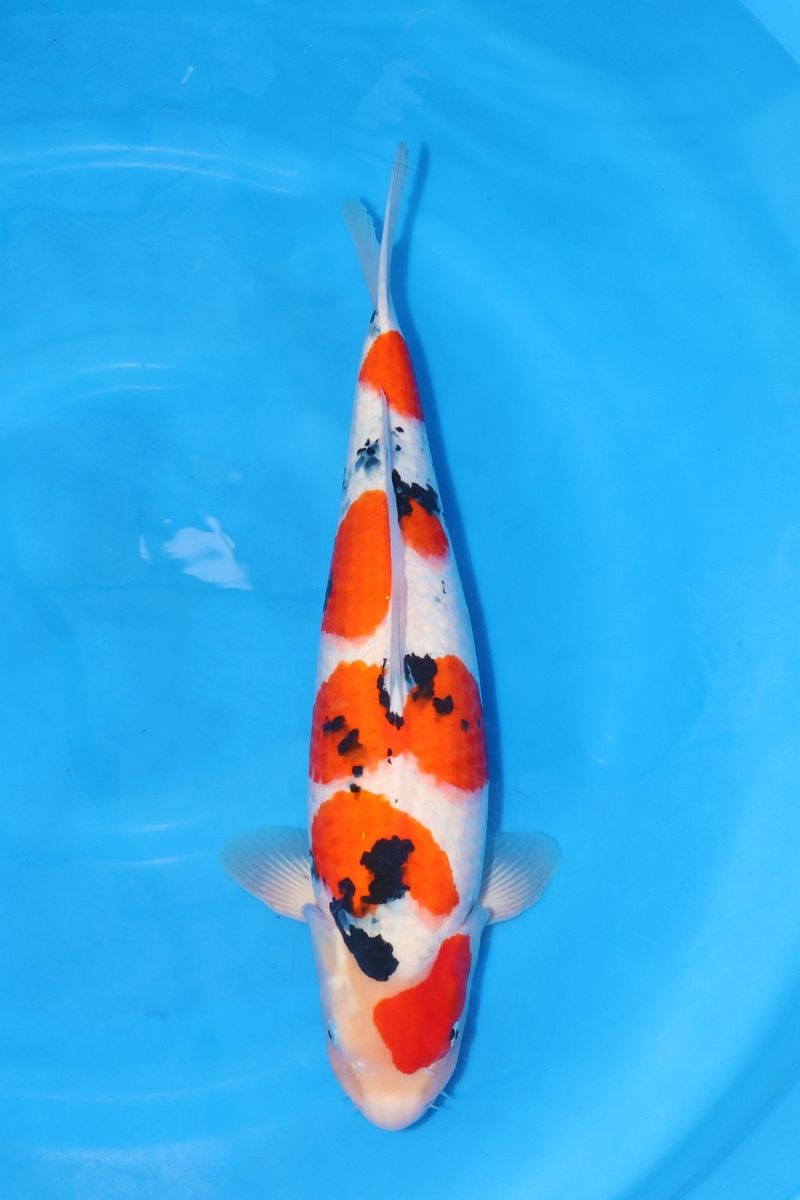 Koi