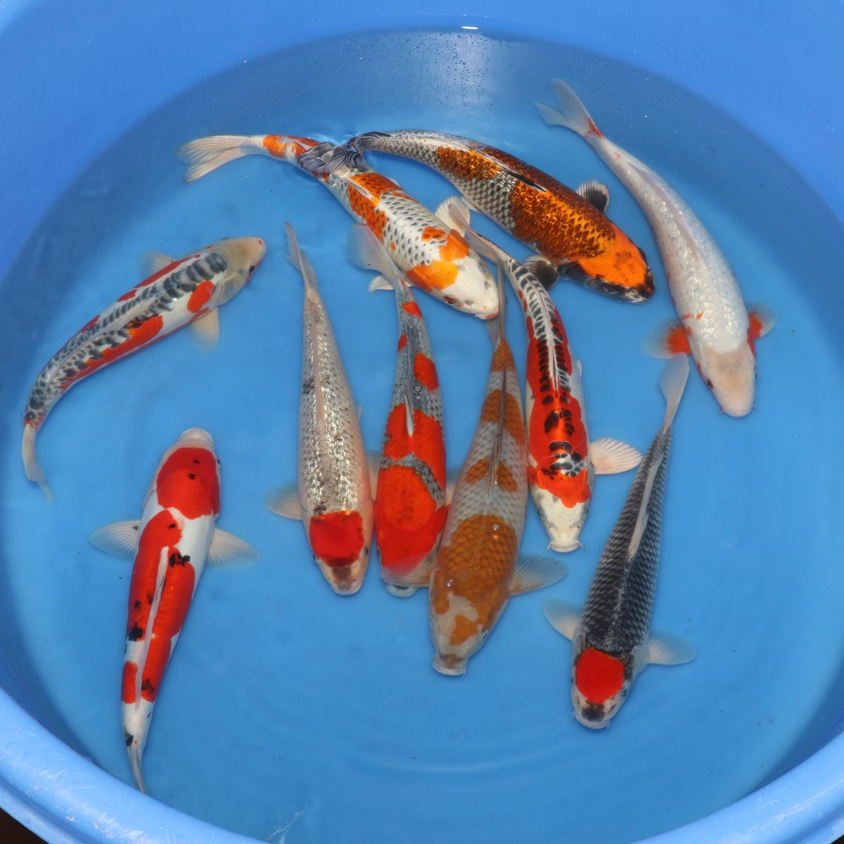 Koi