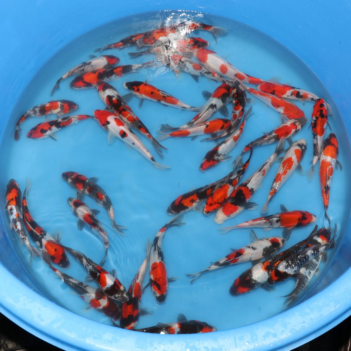 Koi