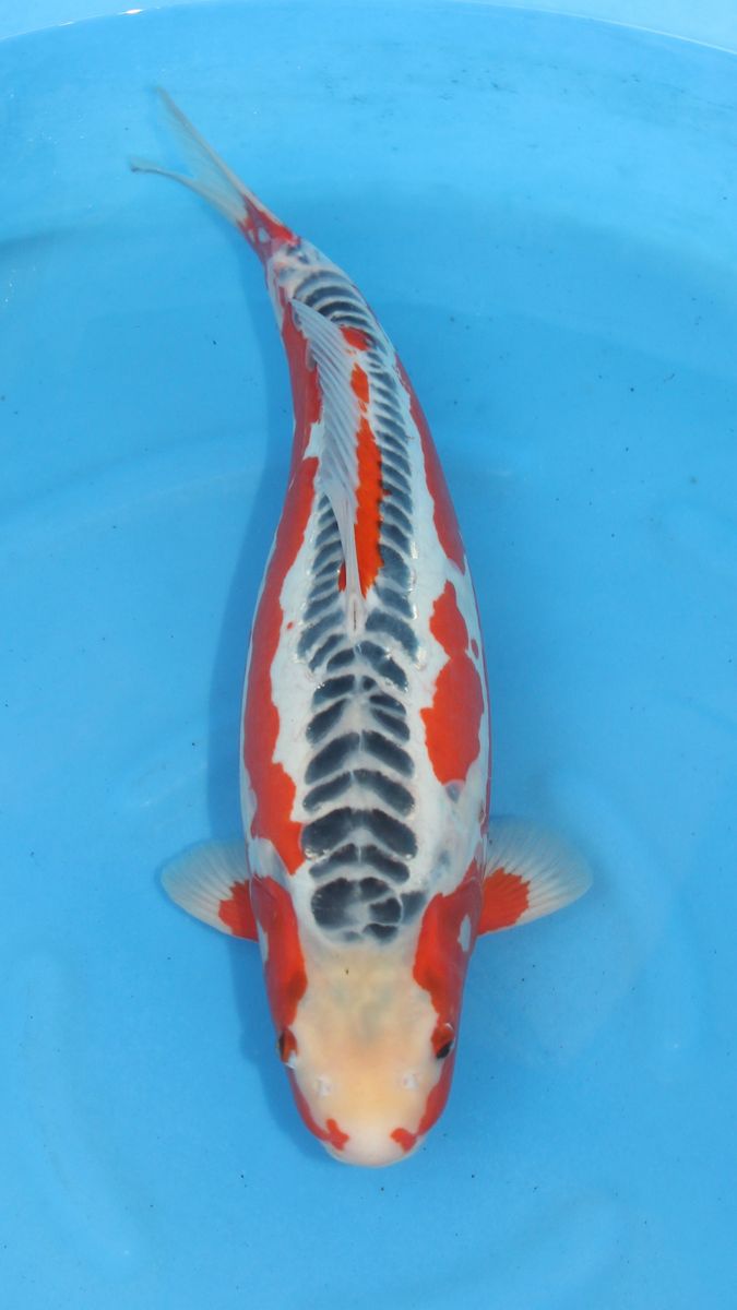 Koi