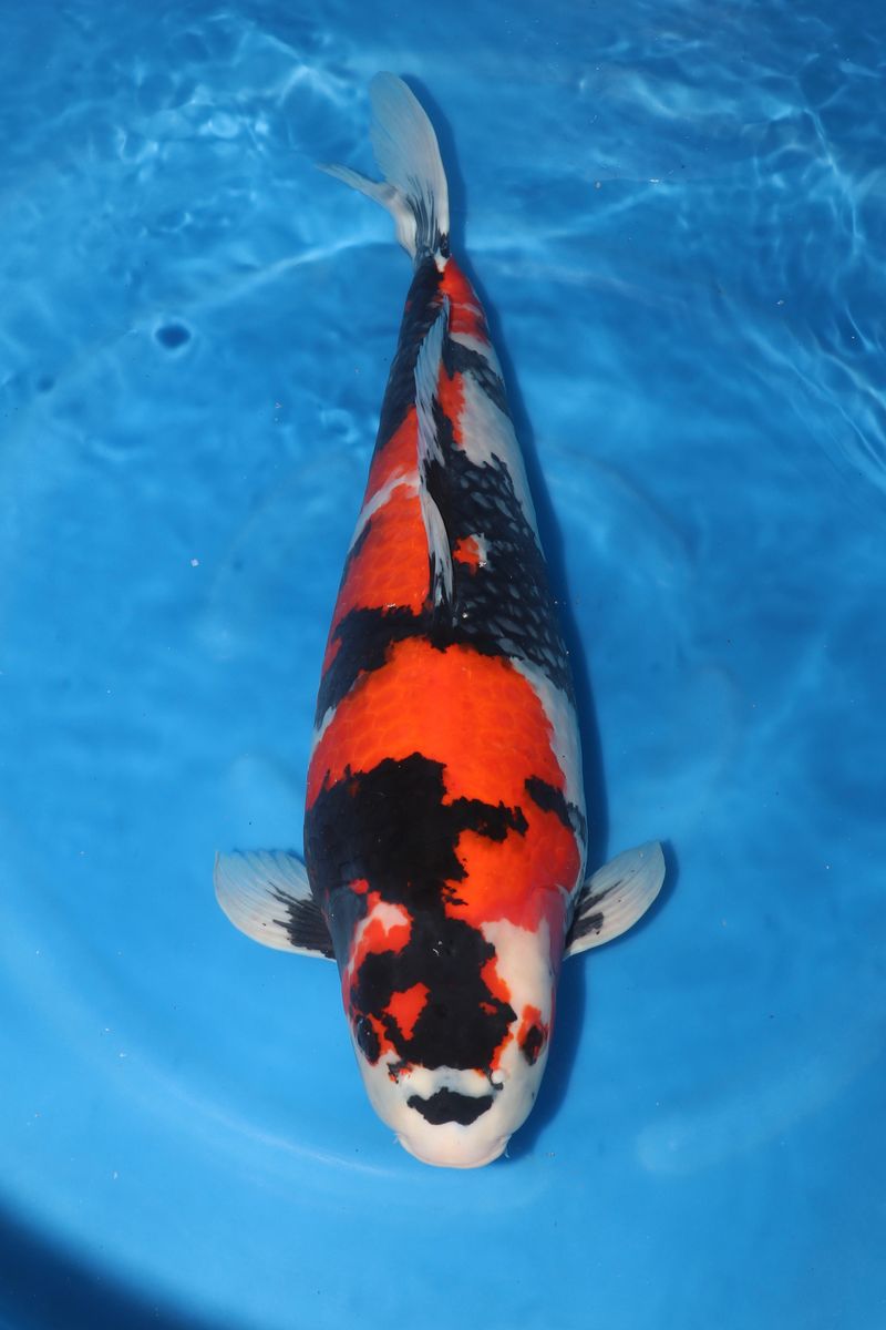 Koi