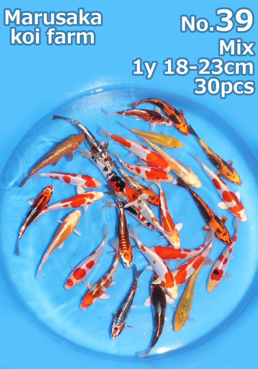 Koi