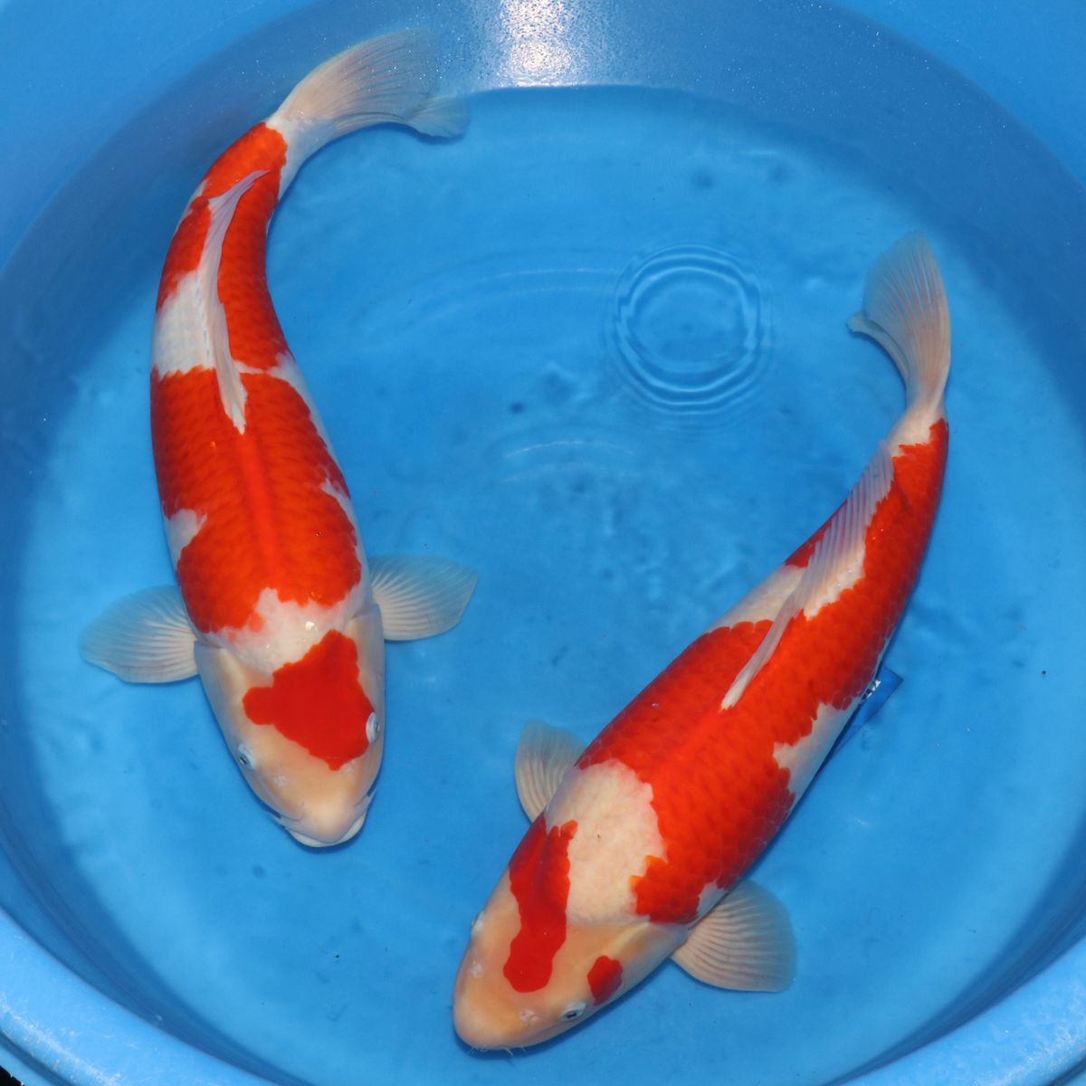 Koi